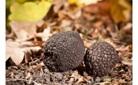 Comment cultiver vos truffes : un guide pas à pas