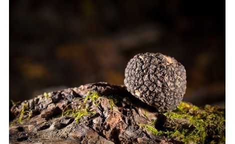 Comment ramasser des truffes ? Un guide pour les chasseurs de truffes