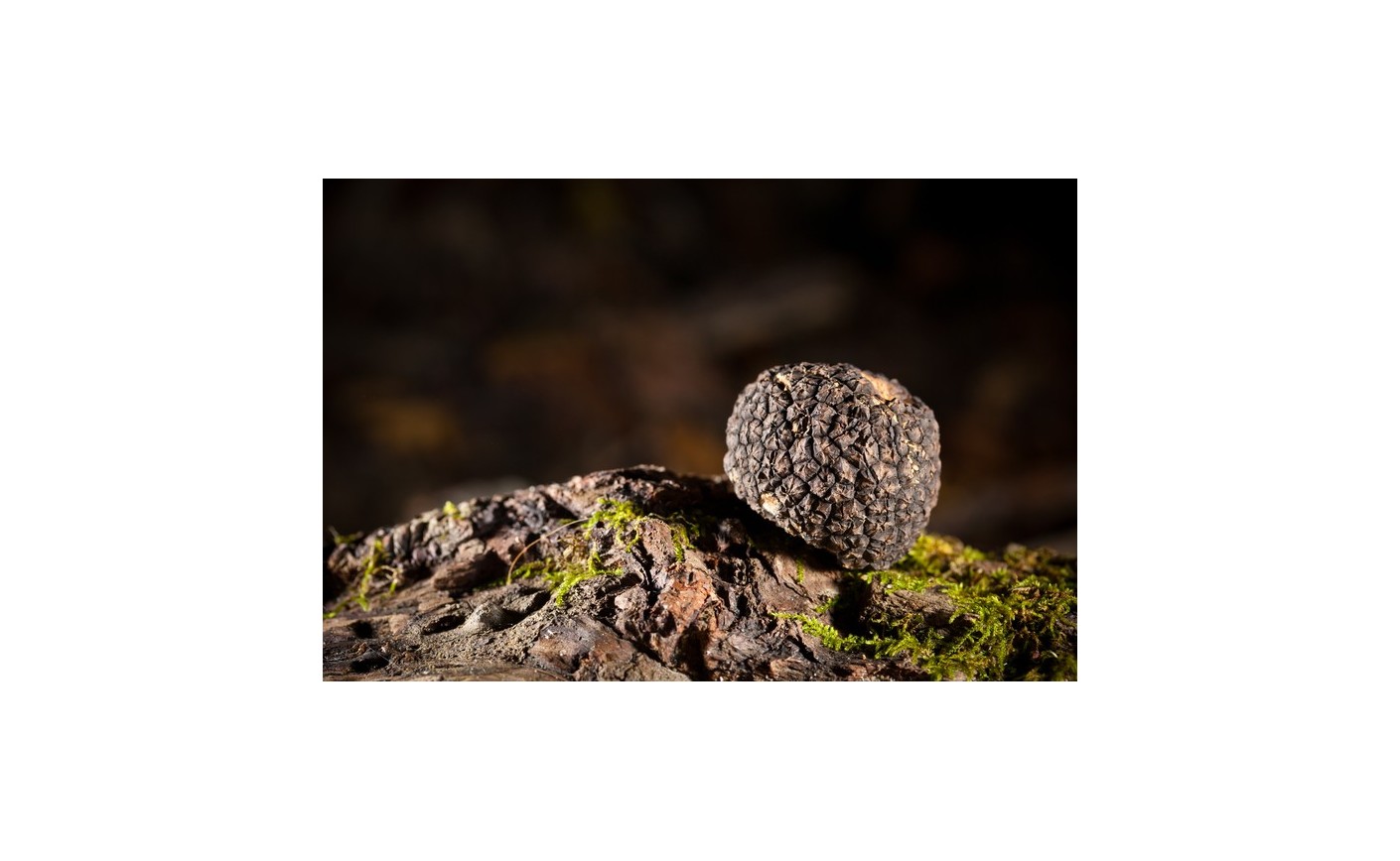 Comment ramasser des truffes ? Un guide pour les chasseurs de truffes