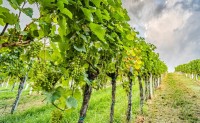 Transformez vos anciennes vignes en truffières prospères