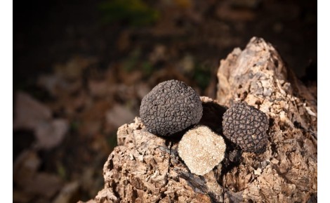 Un brûlé autour d’un chêne signifie-t-il production de truffes ?