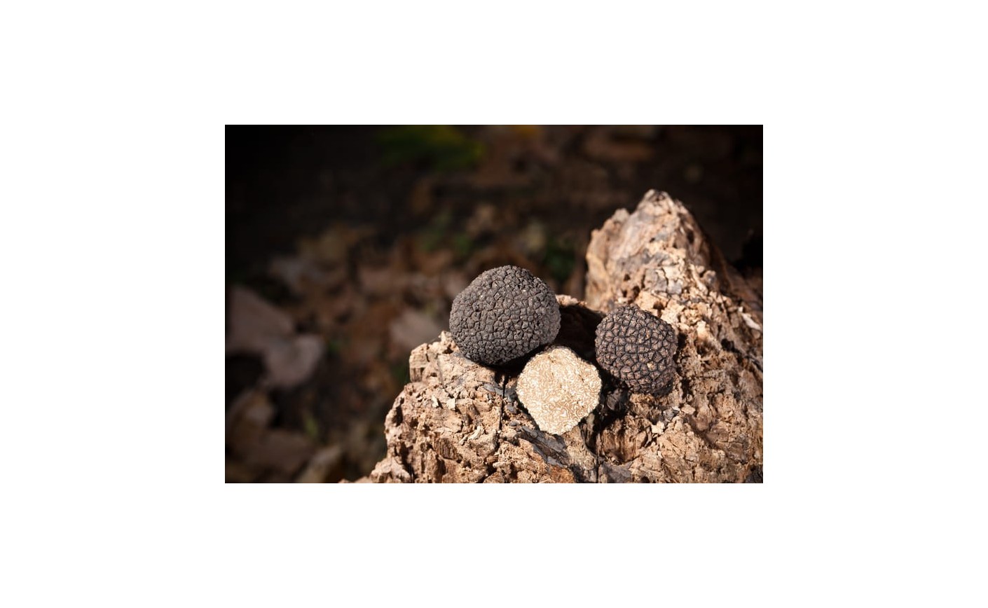 Un brûlé autour d’un chêne signifie-t-il production de truffes ?